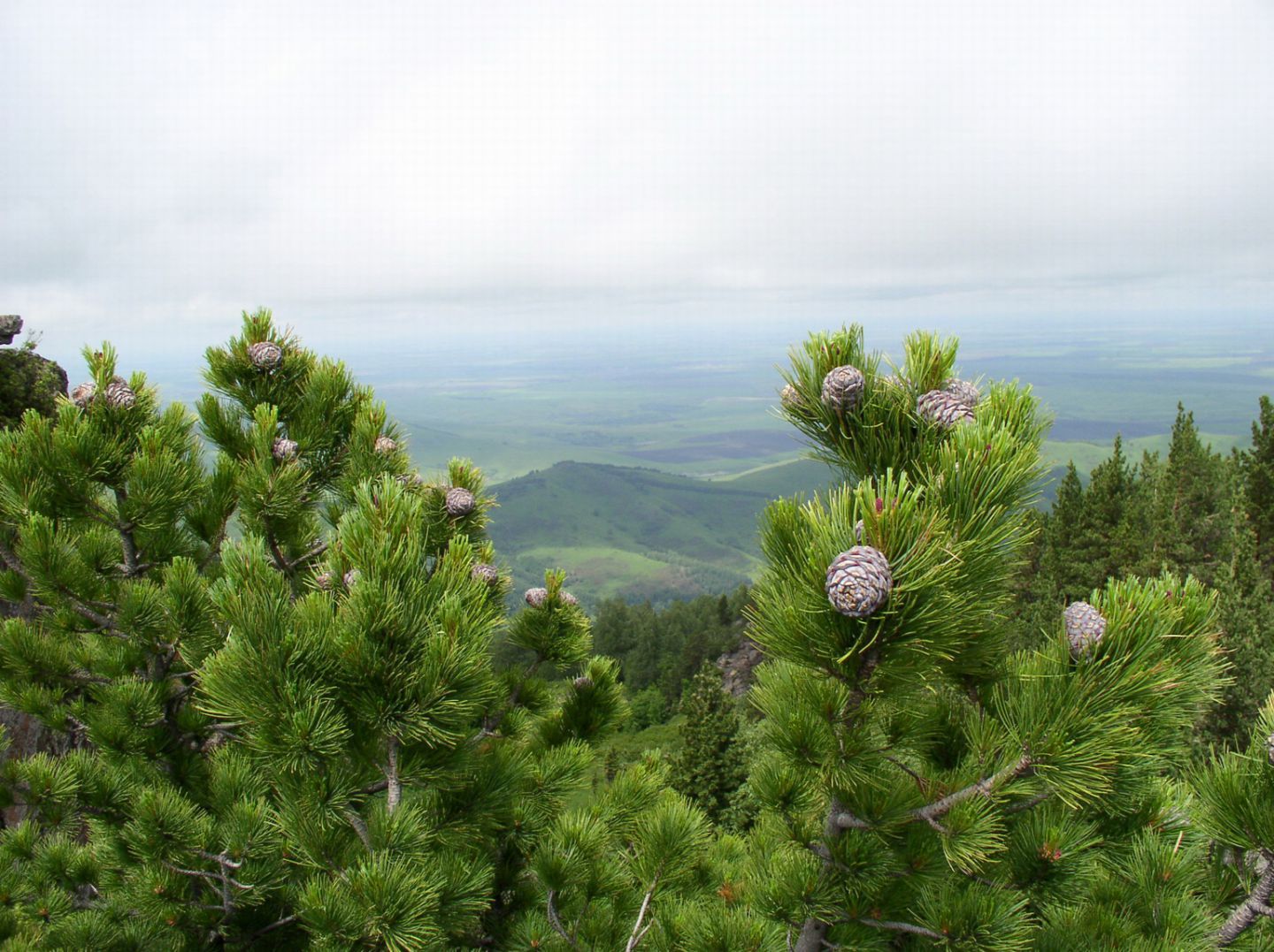 Сосна башкирская фото